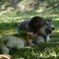 Tundra, soportando con paciencia a nuestra peque